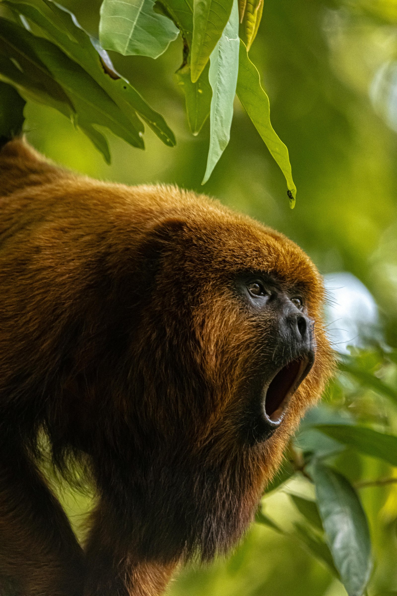 Howler Monkey